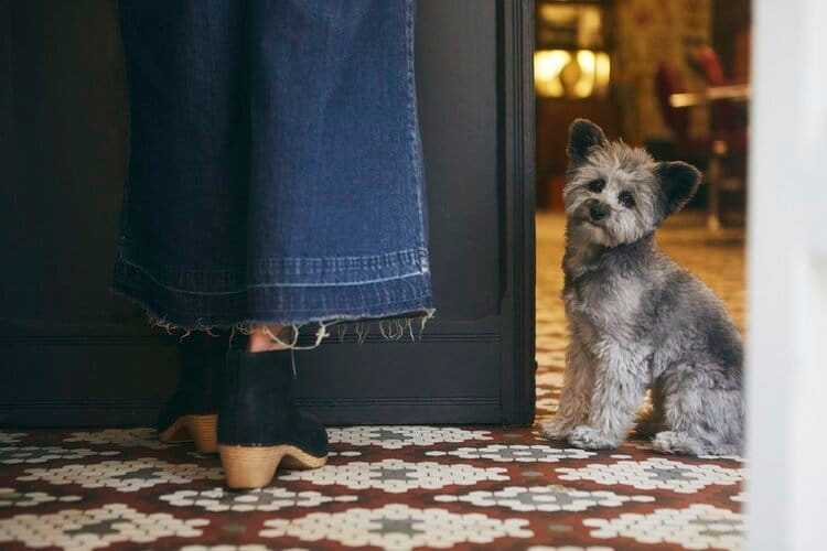 Person in denim stands near a fluffy dog on a patterned floor in a cozy room.